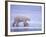 Polar Bear Walking on Ice-DLILLC-Framed Photographic Print