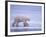 Polar Bear Walking on Ice-DLILLC-Framed Photographic Print