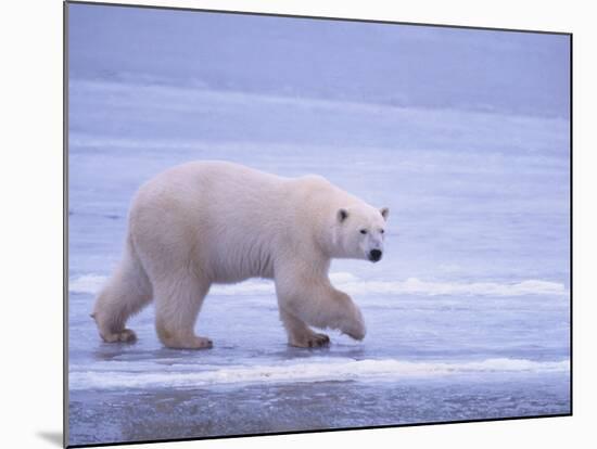 Polar Bear Walking on Ice-DLILLC-Mounted Photographic Print