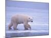 Polar Bear Walking on Ice-DLILLC-Mounted Photographic Print