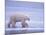 Polar Bear Walking on Ice-DLILLC-Mounted Photographic Print