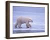 Polar Bear Walking on Ice-DLILLC-Framed Photographic Print