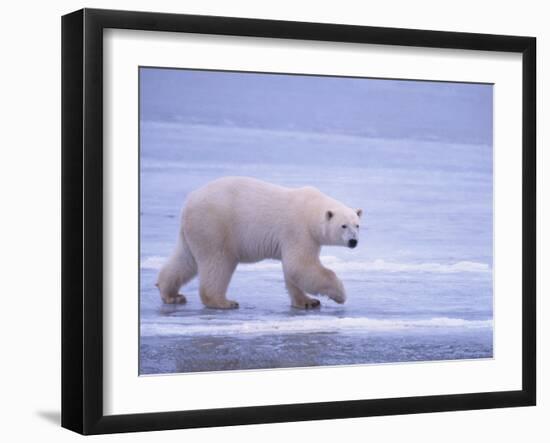 Polar Bear Walking on Ice-DLILLC-Framed Photographic Print