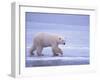 Polar Bear Walking on Ice-DLILLC-Framed Photographic Print