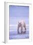 Polar Bear Walking on Ice-DLILLC-Framed Photographic Print