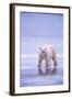 Polar Bear Walking on Ice-DLILLC-Framed Photographic Print