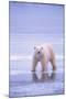 Polar Bear Walking on Ice-DLILLC-Mounted Photographic Print