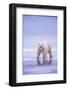 Polar Bear Walking on Ice-DLILLC-Framed Photographic Print