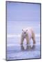 Polar Bear Walking on Ice-DLILLC-Mounted Photographic Print