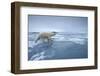 Polar Bear Walking on Melting Ice-Paul Souders-Framed Photographic Print