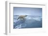 Polar Bear Walking on Melting Ice-Paul Souders-Framed Photographic Print