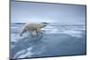 Polar Bear Walking on Melting Ice-Paul Souders-Mounted Photographic Print