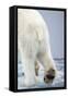 Polar Bear Walking on Pack Ice-Paul Souders-Framed Stretched Canvas