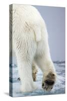 Polar Bear Walking on Pack Ice-Paul Souders-Stretched Canvas