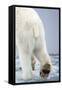 Polar Bear Walking on Pack Ice-Paul Souders-Framed Stretched Canvas