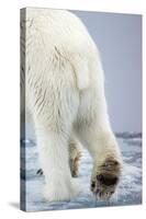 Polar Bear Walking on Pack Ice-Paul Souders-Stretched Canvas
