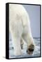 Polar Bear Walking on Pack Ice-Paul Souders-Framed Stretched Canvas