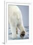 Polar Bear Walking on Pack Ice-Paul Souders-Framed Premium Photographic Print