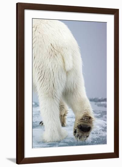 Polar Bear Walking on Pack Ice-Paul Souders-Framed Premium Photographic Print