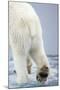 Polar Bear Walking on Pack Ice-Paul Souders-Mounted Premium Photographic Print
