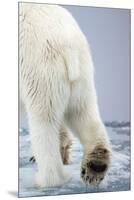 Polar Bear Walking on Pack Ice-Paul Souders-Mounted Premium Photographic Print