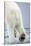 Polar Bear Walking on Pack Ice-Paul Souders-Stretched Canvas