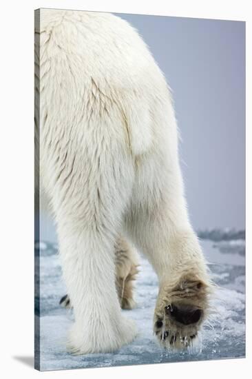 Polar Bear Walking on Pack Ice-Paul Souders-Stretched Canvas