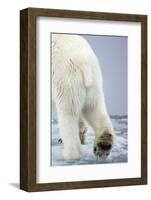 Polar Bear Walking on Pack Ice-Paul Souders-Framed Photographic Print