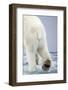 Polar Bear Walking on Pack Ice-Paul Souders-Framed Photographic Print