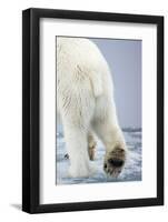 Polar Bear Walking on Pack Ice-Paul Souders-Framed Photographic Print