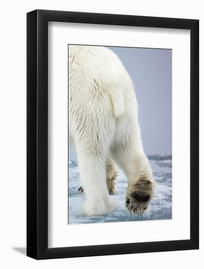 Polar Bear Walking on Pack Ice-Paul Souders-Framed Photographic Print