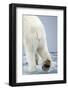 Polar Bear Walking on Pack Ice-Paul Souders-Framed Photographic Print