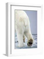 Polar Bear Walking on Pack Ice-Paul Souders-Framed Photographic Print