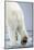 Polar Bear Walking on Pack Ice-Paul Souders-Mounted Photographic Print