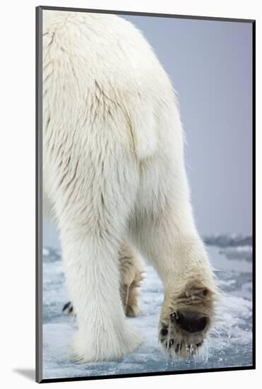 Polar Bear Walking on Pack Ice-Paul Souders-Mounted Photographic Print