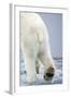 Polar Bear Walking on Pack Ice-Paul Souders-Framed Photographic Print