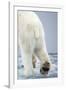 Polar Bear Walking on Pack Ice-Paul Souders-Framed Photographic Print