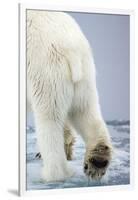 Polar Bear Walking on Pack Ice-Paul Souders-Framed Photographic Print