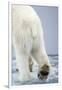 Polar Bear Walking on Pack Ice-Paul Souders-Framed Photographic Print