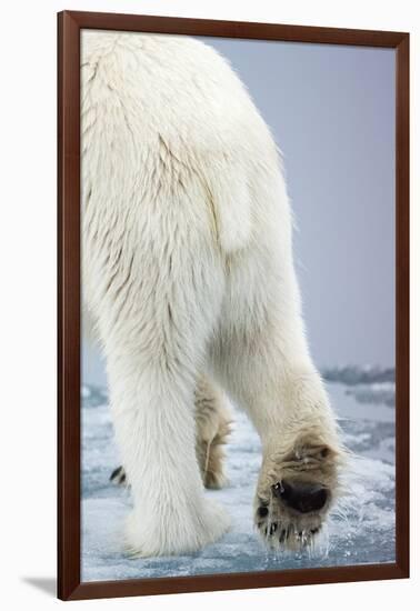 Polar Bear Walking on Pack Ice-Paul Souders-Framed Photographic Print