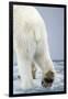 Polar Bear Walking on Pack Ice-Paul Souders-Framed Photographic Print