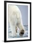 Polar Bear Walking on Pack Ice-Paul Souders-Framed Photographic Print