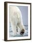 Polar Bear Walking on Pack Ice-Paul Souders-Framed Photographic Print