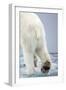 Polar Bear Walking on Pack Ice-Paul Souders-Framed Photographic Print