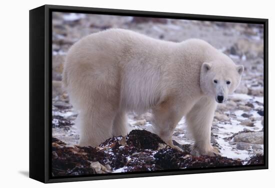 Polar Bear Walking on Rocks-DLILLC-Framed Stretched Canvas
