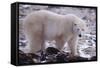 Polar Bear Walking on Rocks-DLILLC-Framed Stretched Canvas