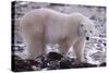 Polar Bear Walking on Rocks-DLILLC-Stretched Canvas