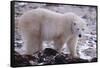 Polar Bear Walking on Rocks-DLILLC-Framed Stretched Canvas