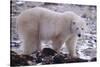 Polar Bear Walking on Rocks-DLILLC-Stretched Canvas