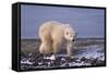 Polar Bear Walking on Rocks-DLILLC-Framed Stretched Canvas